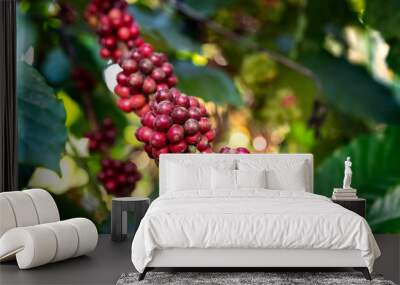 organic beans of coffe in India Wall mural