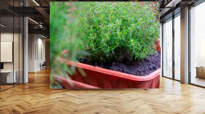 fresh thyme plant in a pot Wall mural