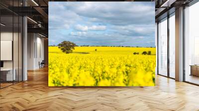 Yellow canola (rapeseed) flowers bloom - ready for harvest - in the small wheatbelt town of York, Western Australia. Wall mural