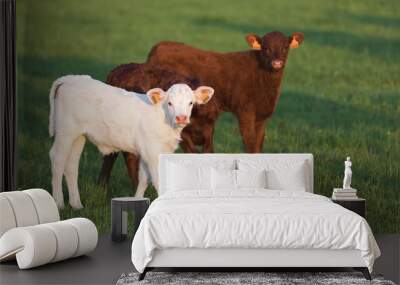 Two Young calves in the pasture with green grass Wall mural