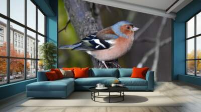 Birding Photography  Wall mural