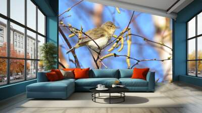 Birding Photography  Wall mural