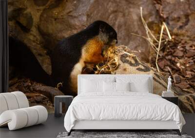 Prevost's squirrel eating hay in a bag  Wall mural