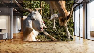 Two Goats fighting each other  Wall mural