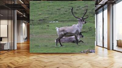 Reindeers in Iceland on a grey summer day Wall mural