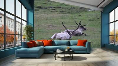 Reindeers in Iceland on a grey summer day Wall mural