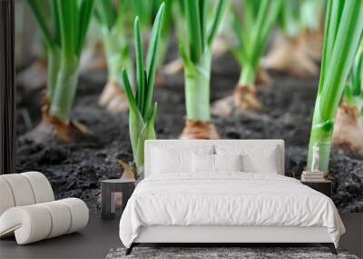 close-up of growing green onion in the vegetable garden Wall mural