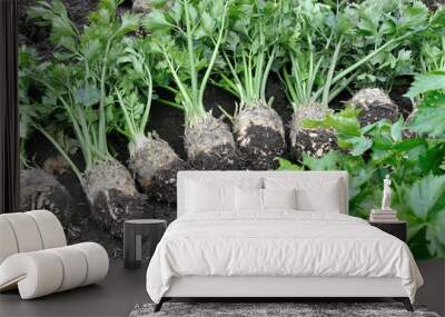 the stack of freshly harvested  ripe celery plants (root vegetables)  in the vegetable garden Wall mural