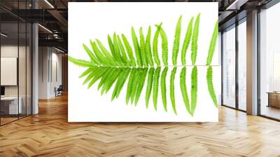 Fern leaf on a white background Wall mural