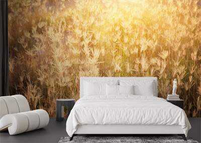 Grass and meadow with light from the sun Wall mural