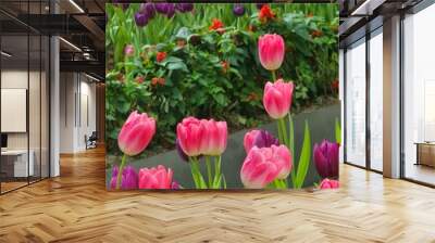 Blooming Pink and Purple Tulips in Garden Wall mural