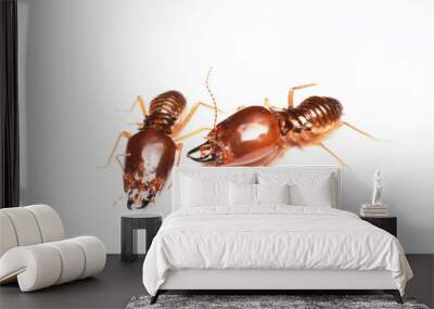 Termite on isolated whited background Wall mural