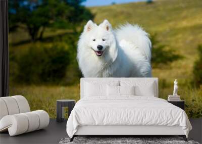 siberian samoyed. white husky dog Wall mural