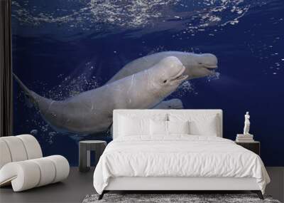 Cute beluga  white wales racing while sea posing and having fun 3d rendering Wall mural