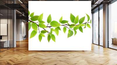 small tree branch with green leaves. detailed vector plant, isolated on white background. Wall mural