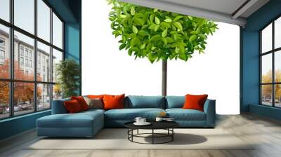 Vector realistic tree in a flowerpot. Houseplant for home or office interior decoration. Isolated on white background Wall mural