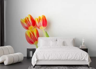 Red and yellow tulips on white background with copy space. Wall mural