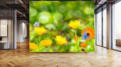 Blurred summer background with Marigold flowers field and butterflies in sunlight. Wall mural