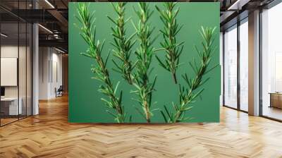 fresh rosemary sprigs floating on a soothing green background Wall mural