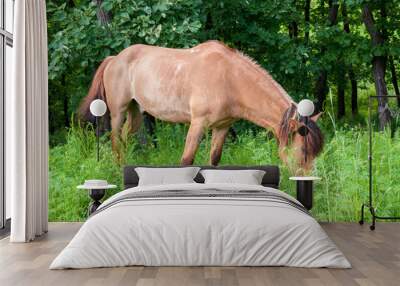 A Bay horse grazing in a meadow in the woods alone Wall mural