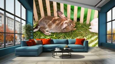 Two rabbits lie on grass Wall mural