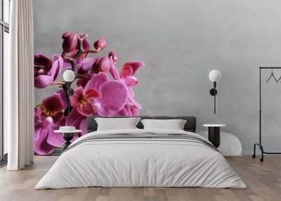 Composition with spa stones, orchid pink flower on grey background. Wall mural