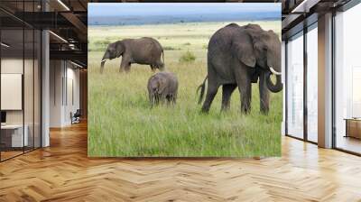 african  elphants Wall mural