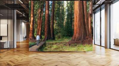 Hiker in Sequoia National Park, California, USA Wall mural