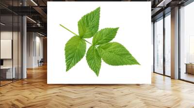 raspberry leaf isolated on white background Wall mural