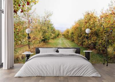 apple orchard panorama in autumn Wall mural