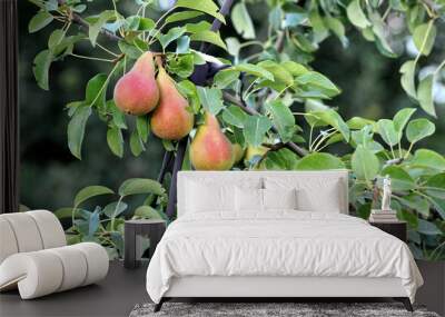 pears ripening on the tree Wall mural