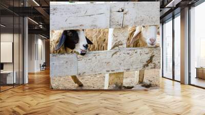 two sheep in wooden cage Wall mural