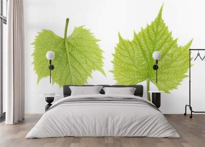 grape leaves isolated on white. Wall mural