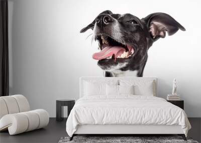 Happy black and white dog with tongue out against a plain background Wall mural