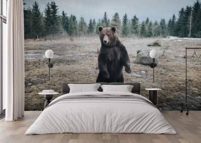 Carpathian brown bear in the wilderness while raining. Wall mural