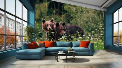 Carpathian brown bear in the wilderness Wall mural