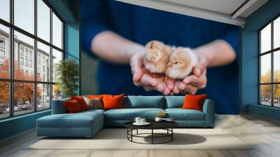 Newborn chiken in palms. Wall mural