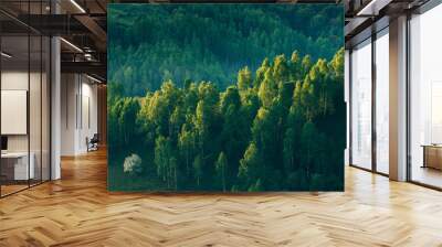 Sunrays over a green forest in summer. Wall mural