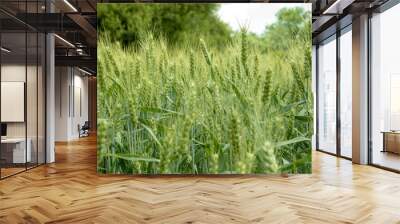 Wheat growing in a field on an early summer day Wall mural