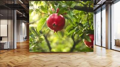 Ripe pomegranates hanging on a tree in soft sunlight. Wall mural