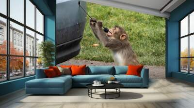 monkey chewing on a car Wall mural