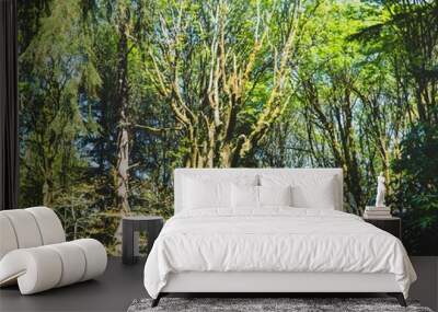 trees in the forest Wall mural