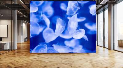 Beautiful shot of blue jellyfish underwater with a blurred background Wall mural