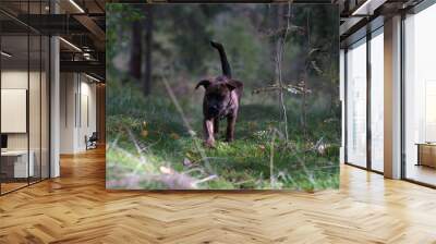 Boxer Welpe im Wald Wall mural