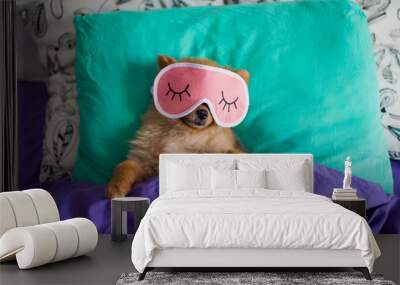 Funny and cute pomeranian puppy dog in a sleep mask is laying on back on pillows under the blankets with the claws protruding out of it Wall mural