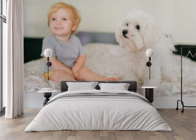 Picture of cute little caucasian boy with short fair hair in grey t-shirt and yellow shorts have a lot of fun with his pretty white dog in bedroom Wall mural