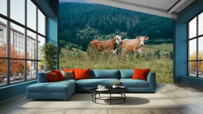 Two funny spotted cows playing sex games on pasture in highland  in summer day. Cattle mating on field with beautiful landscape view at mountains and forest on background.  Animal mating habits. Wall mural