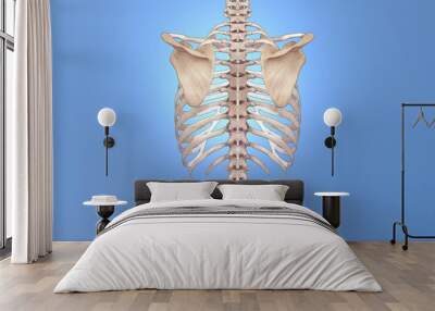 Back skeleton view on blue background Wall mural