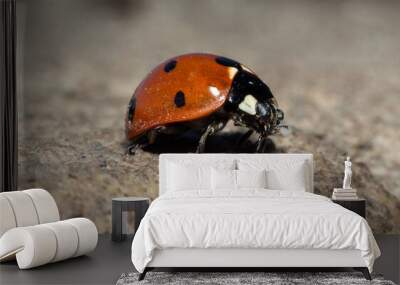 Lady Bug Wall mural