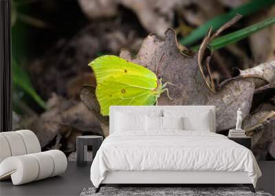 a brimstone butterfly in the forest Wall mural